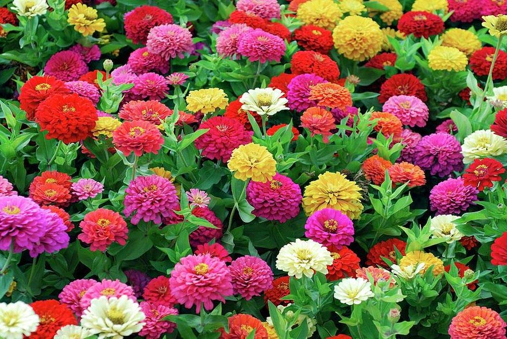 Mix Zinnia Seeds Flowers Home Garden Decor : Amazon.ca: Patio